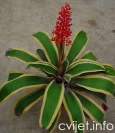 Ehmeja fulgens - lat.aechmea fulgens 